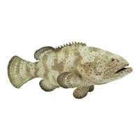 safari-ltd-goliath-grouper-figur