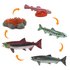 Safari ltd Figura Life Cycle Salmon